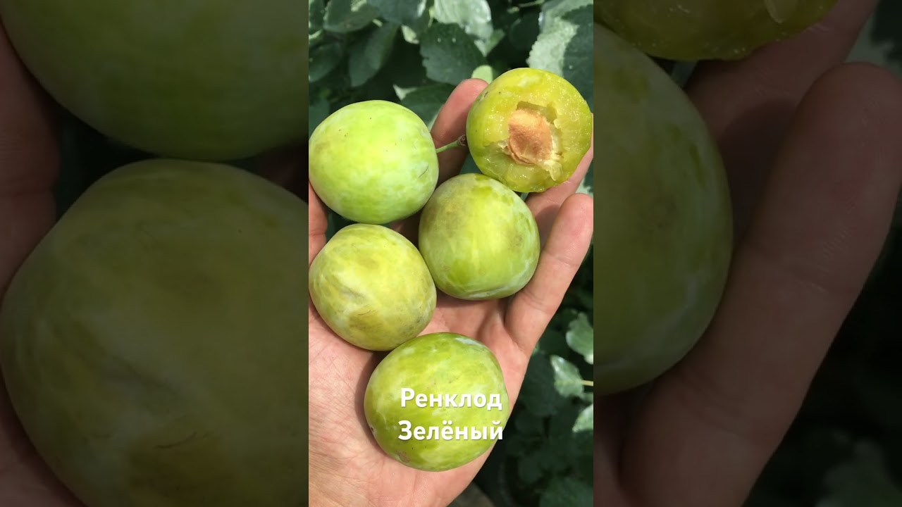 Вкусная зелёная крупноплодная слива - Агро Сад