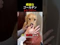 頑固なゴールデンレトリバー