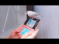 何処でも寝てしまう文鳥 あずき Java sparrow