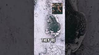 Rattlesnakes head got cut off | Wild Man Dan reacts