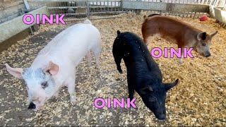 PIGS FOR KIDS | Three Little Pigs by Animals All The Time 597 views 4 months ago 3 minutes, 22 seconds
