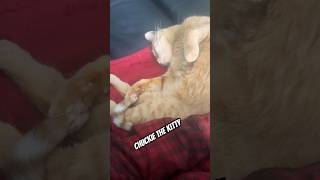 Sleepy boy.  #kitty #asmr #purringsounds #cute #cat