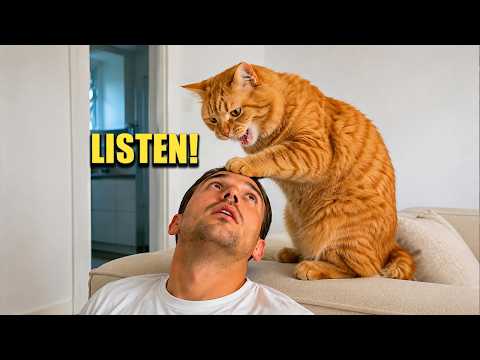 When Cats Think They're The Boss 😂🐱 | Funniest Sassy Cat Moments