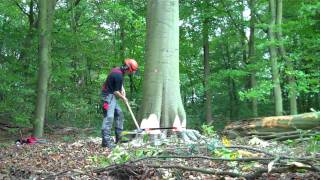 Felling large Beech
