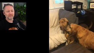 Limmy reacts to Samwell the Bloodhound Dog