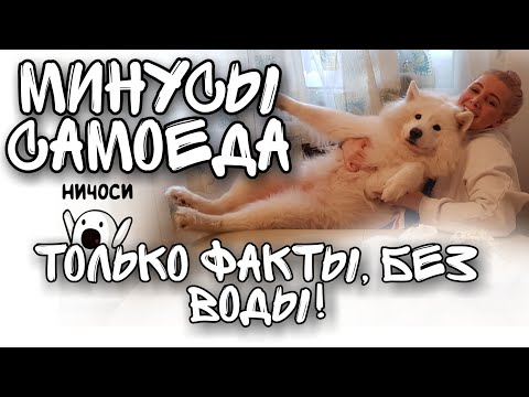 Минусы самоеда, только факты, без воды