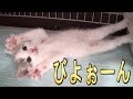 【猫好き】びよぉーん！（マンチカン）《funny cats》