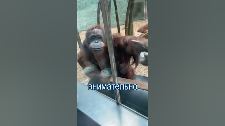 Орангутан попросил показать ему ребёнка