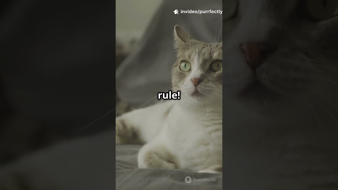 Why Your Cat Shows You Their Belly But Hates When You Touch It 🐾💛