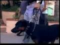 O encantador de cães: Rottweiler agressivo