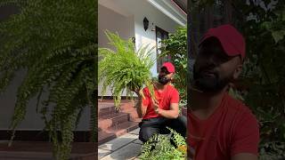 My ferns | secret #jishnuuthaman #plantcare #ferns #garden #plants