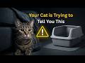 Why Cats Pee Outside the Litter Box (What Science Really Says)