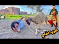 الخروف هرررب مننا اول يوم العيد والعيال سرقو العديا الخروف هرررب مننا اول يوم العيد والعيال سرقو العديا