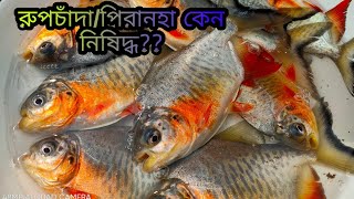 রুপচাঁদা/পিরানহা কেন নিষিদ্ধ? এই মাছ কেন চাষ করা যায় না?  পিরানহা কি ক্ষতি করে? সাবধান সবাই!!