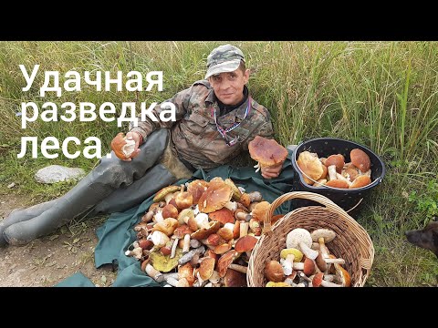 Video: Viltus russula: pazīmes un īpašības