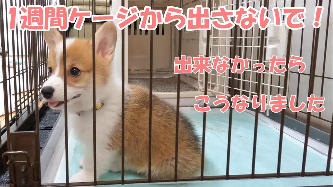 お迎えした子犬を1週間ケージから出さないでください！」出来なかった 