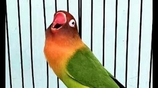 Lovebird konslet jaman now