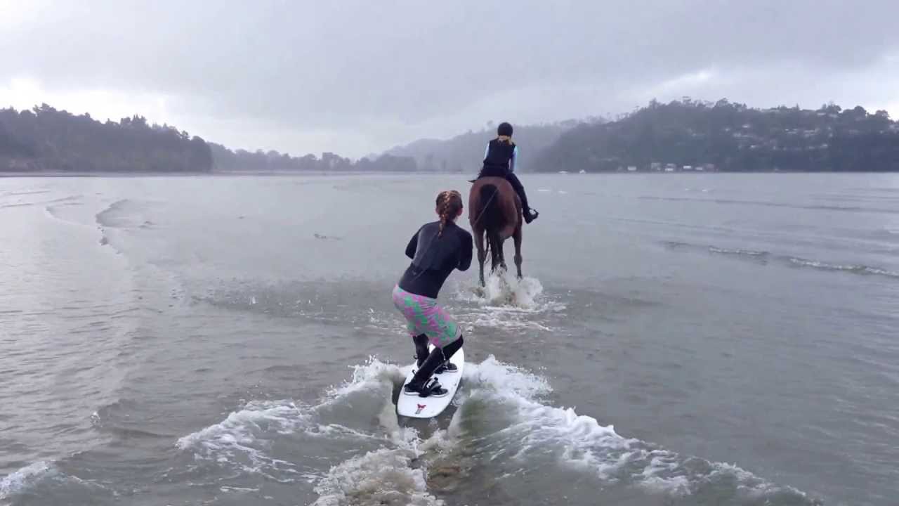 Horse Surfing YouTube