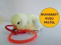 Muhabbet Kuşu Pastel