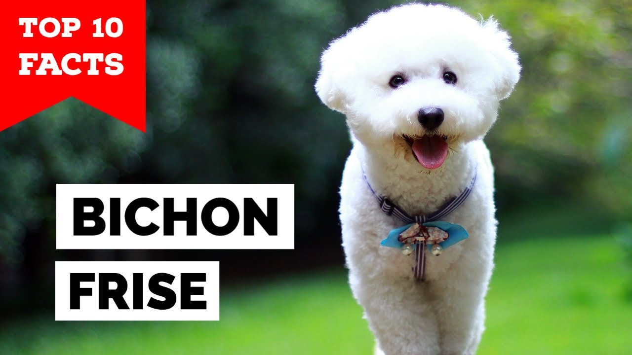 Bichon Frise: 18 Amazing Facts About Bichon Frise Dog Breed  