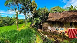 SHOLAWAT ASYGHIL - PANEN RAYA- SAWAH DI PEDESAAN - PEMANDANGAN ALAM