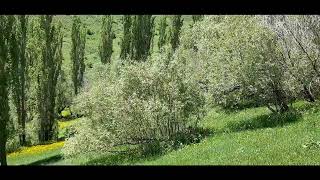 Orhan Gencebay Sevecekmiş Gibi Resimi