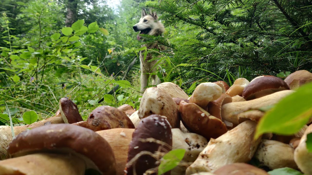 30 липня  Давні грибні місця. БІЛІ ГРИБИ ростуть великими групами. Карпати