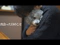 🐶僕の犬がうちに来て4年が経ちました。出会った日のこと。【トイプードル】