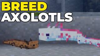 How To Breed Axolotls in Minecraft