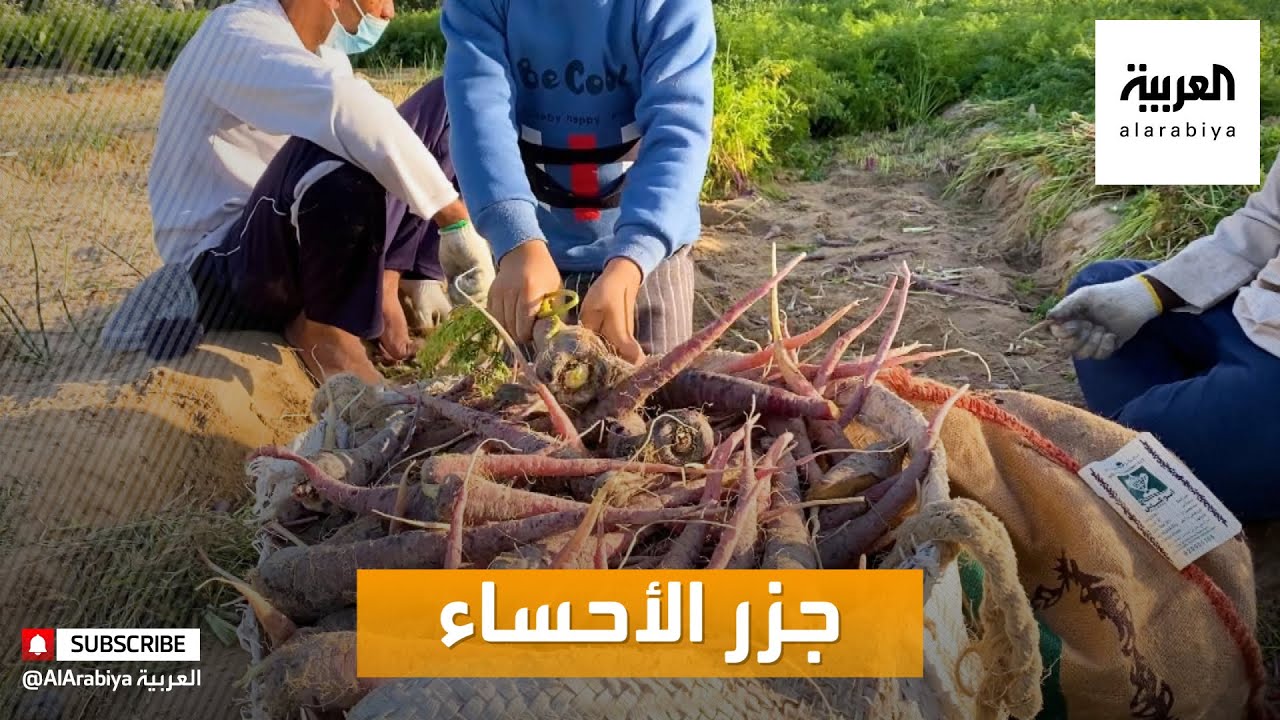 صباح العربية | سكان الأحساء السعودية ينعشون زراعة الجزر الأحمر