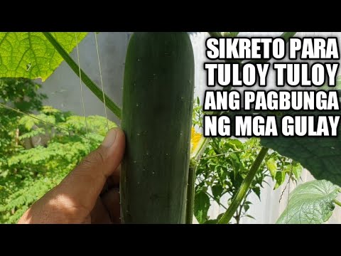 Video: Paano mapupuksa ang mga midge ng prutas sa isang apartment: mabisang paraan at pamamaraan