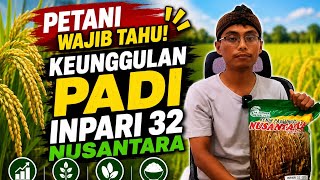 HERE ARE 8 ADVANTAGES OF INPARI 32 NUSANTARA RICE THAT FARMERS RARELY KNOW screenshot 1