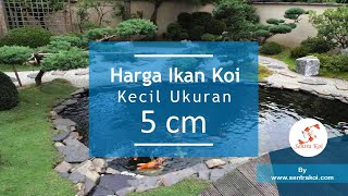 HARGA IKAN KOI KECIL UKURAN 5 CM | Hubungi Kami HP : 0857-4891-9599