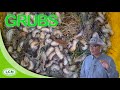 LAWN GRUBS//Grub Worms: How To Get Rid of Lawn Grubs