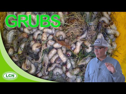 LAWN GRUBS//Grub Worms: How To Get Rid of Lawn Grubs