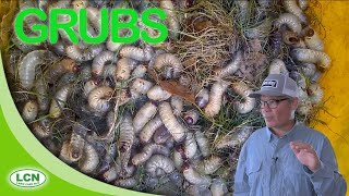 LAWN GRUBS//Grub Worms: How To Get Rid of Lawn Grubs