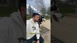 EL PEOR HUSKY CAZANDO DEL MUNDO | Riku el husky ciclista #perros #huskysiberiano #perro #husky