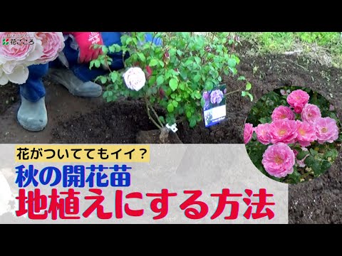 Autumn] How to Plant Roses in the Ground (Is it OK if they have