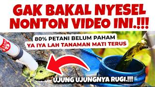 100% ILMU DAGING.❗❗❗ 3 RAHASIA STERILKAN TANAH DARI PENYAKIT TANAMAN | Layu Fusarium, Busuk Batang