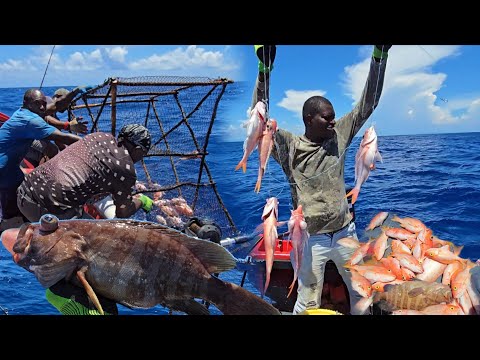 Unforgettable deep sea fishing grouper Lobster Deepwater snapper Jamaican commercial fishing