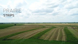 Prairie Strips - Bringing Back the Edges
