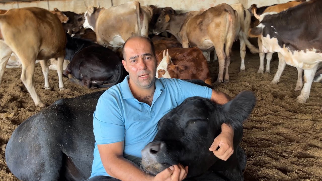 Düveler neden kızgınlık göstermez Kızgınlık göstermeyen düveye neler yapılmalı ?