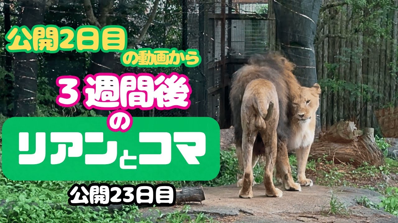 到津の森公園のリアン＆コマ】リアンくんに遊びを仕掛けるコマちゃん