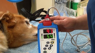 How to Obtain a Pulse Oximetry Reading