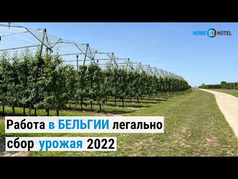 Работа в Бельгии по сбору урожая 2022