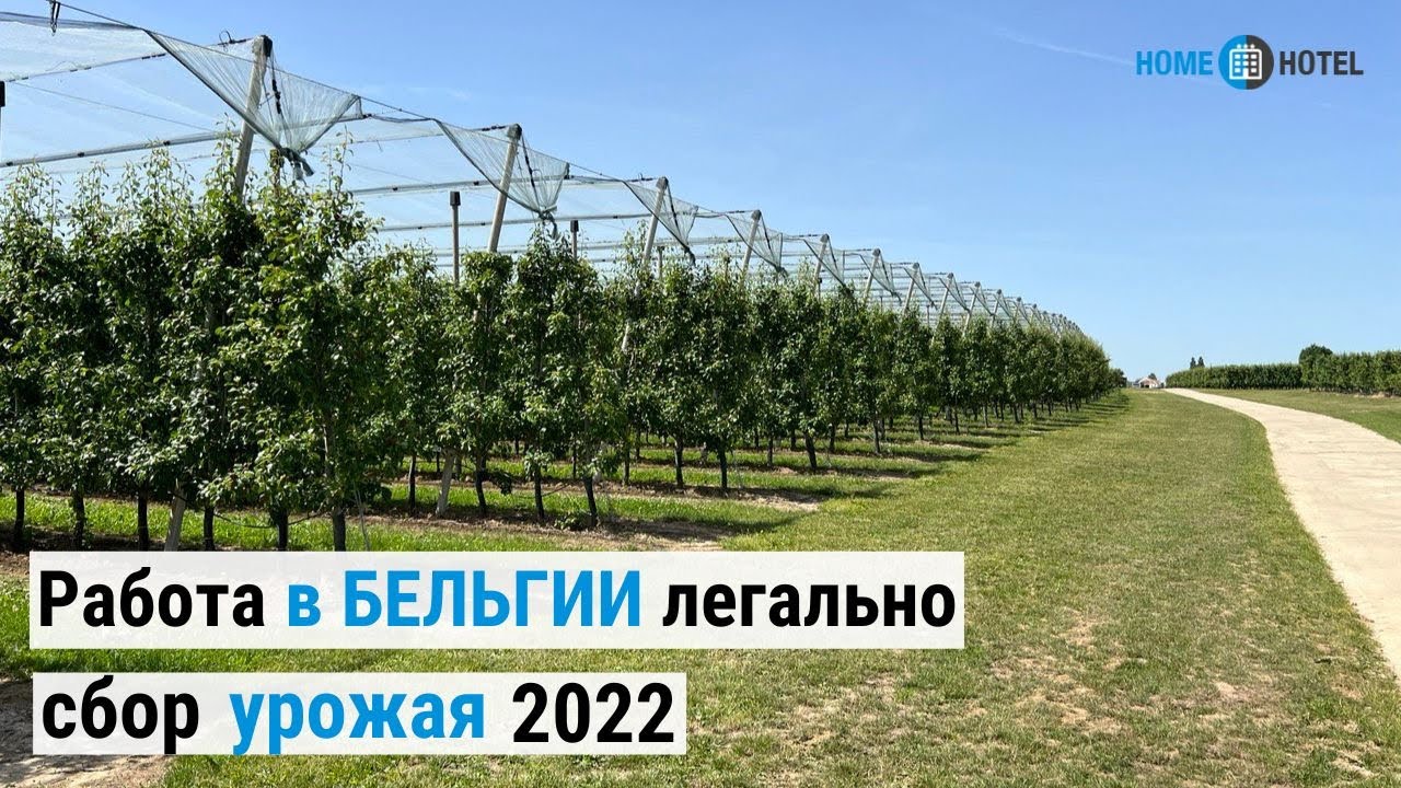Работа в Бельгии по сбору урожая 2022