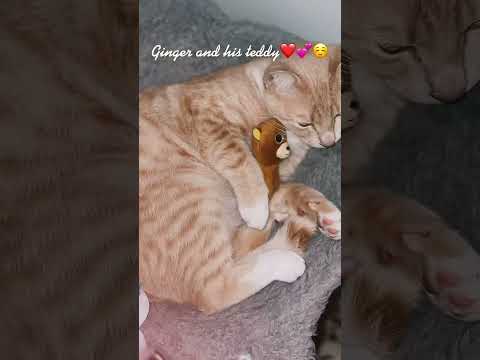 #chewy #cutekitties #fok