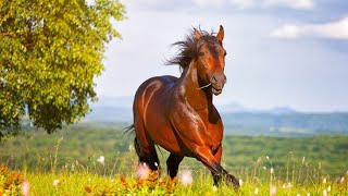 ISTAMITU Nashid 2026 | Beautiful Islamic Nasheed 🤍🌿