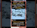🐾 ❄️ Cougars' Epic Mid-Air Brawl! #Cougar #Wildlife