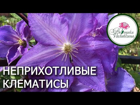 НЕ НУЖНО БОЯТСЯ САЖАТЬ КЛЕМАТИСЫ